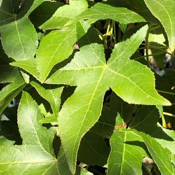 Close-up of bright green leaves with pointed lobes and visible veins, clustered densely and illuminated by sunlight, resembling the Liquidambar 'Slender Silhouette' Sweetgum in a 13" pot.