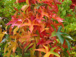 Liquidambar 'Slender Silouhette' Sweetgum 16" Pot - Image 2