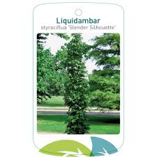 Liquidambar 'Slender Silouhette' Sweetgum 16" Pot - Image 3