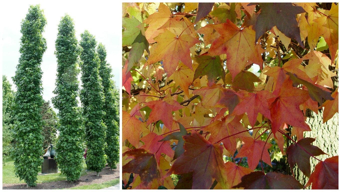 Liquidambar 'Slender Silouhette' Sweetgum 16" Pot - Image 5