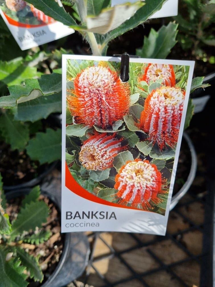 Banksia coccinea 'Scarlet Banksia' 6" Pot - Image 2