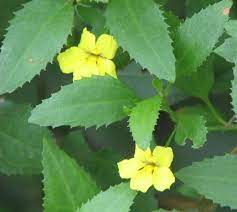 The Goodenia ovata 'Prostrate Goodenia' features green serrated leaves and two yellow flowers, available in a 6" pot.