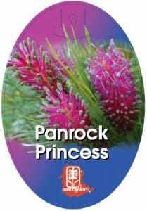 Grevillea 'Panrock Princess' 6" Pot - Image 2