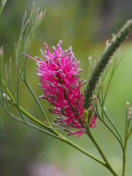 The Grevillea 'Panrock Princess' in a 6" pot showcases vibrant pink blooms and slender green leaves, elegantly set against a soft, blurred green background, making it an ideal choice to enhance any setting with its natural beauty.