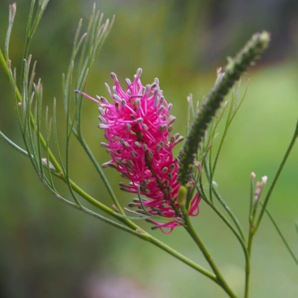 The Grevillea 'Panrock Princess' in a 6" pot showcases vibrant pink blooms and slender green leaves, elegantly set against a soft, blurred green background, making it an ideal choice to enhance any setting with its natural beauty.