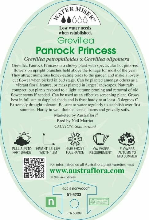 Grevillea 'Panrock Princess' 6" Pot - Image 3