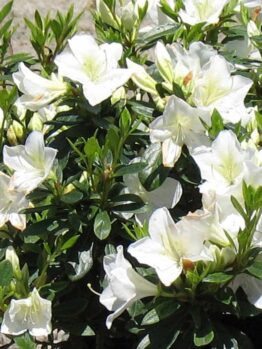 The Azalea 'White Lace' in an 8" pot showcases delicate white blooms that contrast beautifully with its lush green leaves, enhancing any garden setting.