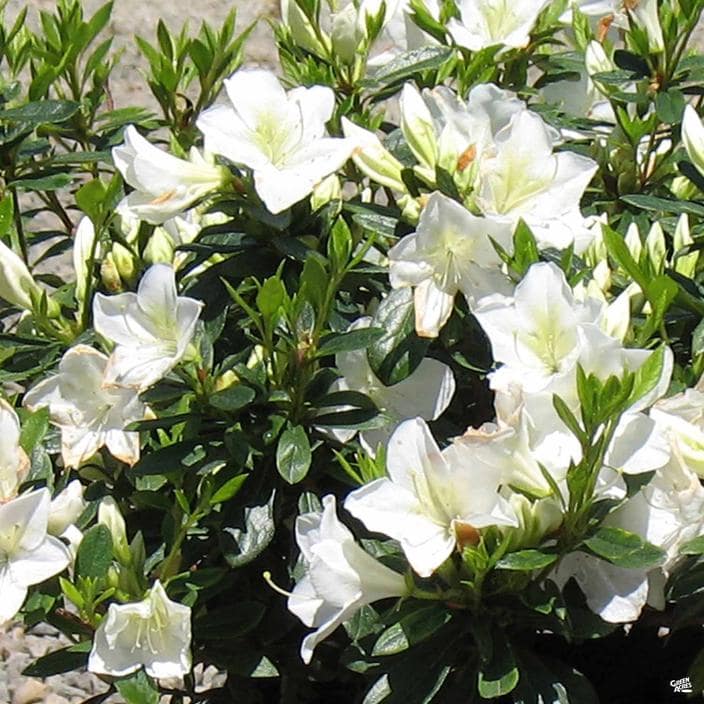 The Azalea 'White Lace' in an 8" pot showcases delicate white blooms that contrast beautifully with its lush green leaves, enhancing any garden setting.