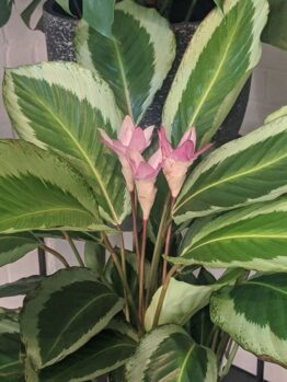 A Calathea 'Bicajoux Pink' 8" Pot displays its green and white leaves, with two stunning pink flowers blooming from the center.