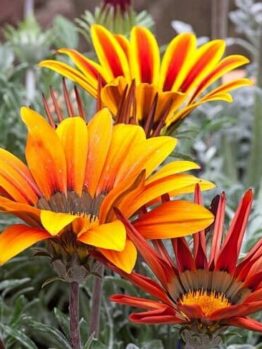 Gazania Mix silver leaf