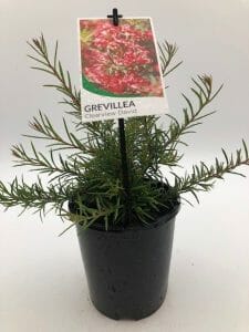 Grevillea 'Clearview David' 6" Pot - Image 3
