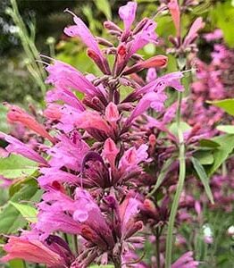 Close-up of the vibrant Agastache 'Sweet Lili' flowering plant in a 6" pot, featuring purple and pink blossoms among lush green leaves, beautifully displayed in an outdoor garden setting.