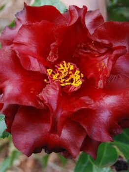 Close-up of a red Camellia japonica 'Black Magic' flower with ruffled petals and yellow stamens, surrounded by lush green leaves, thriving beautifully in an 8" pot.