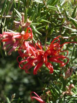 A close-up of the Grevillea 'Big Red' in a 6" pot, showcasing its bright red blooms with long, thin petals and green, spiky foliage.