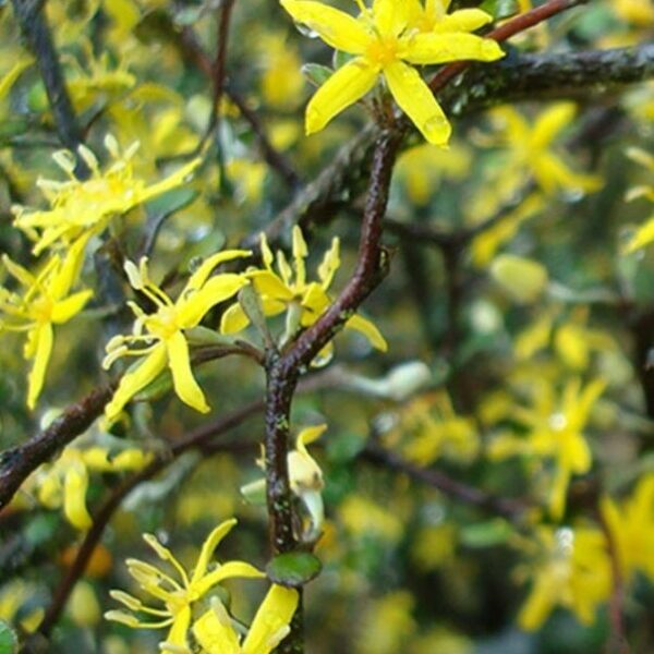Close-up of Corokia 'Wire Netting Bush' in an 8" pot, showing its thin branches, star-shaped yellow flowers, and green leaves with water droplets.