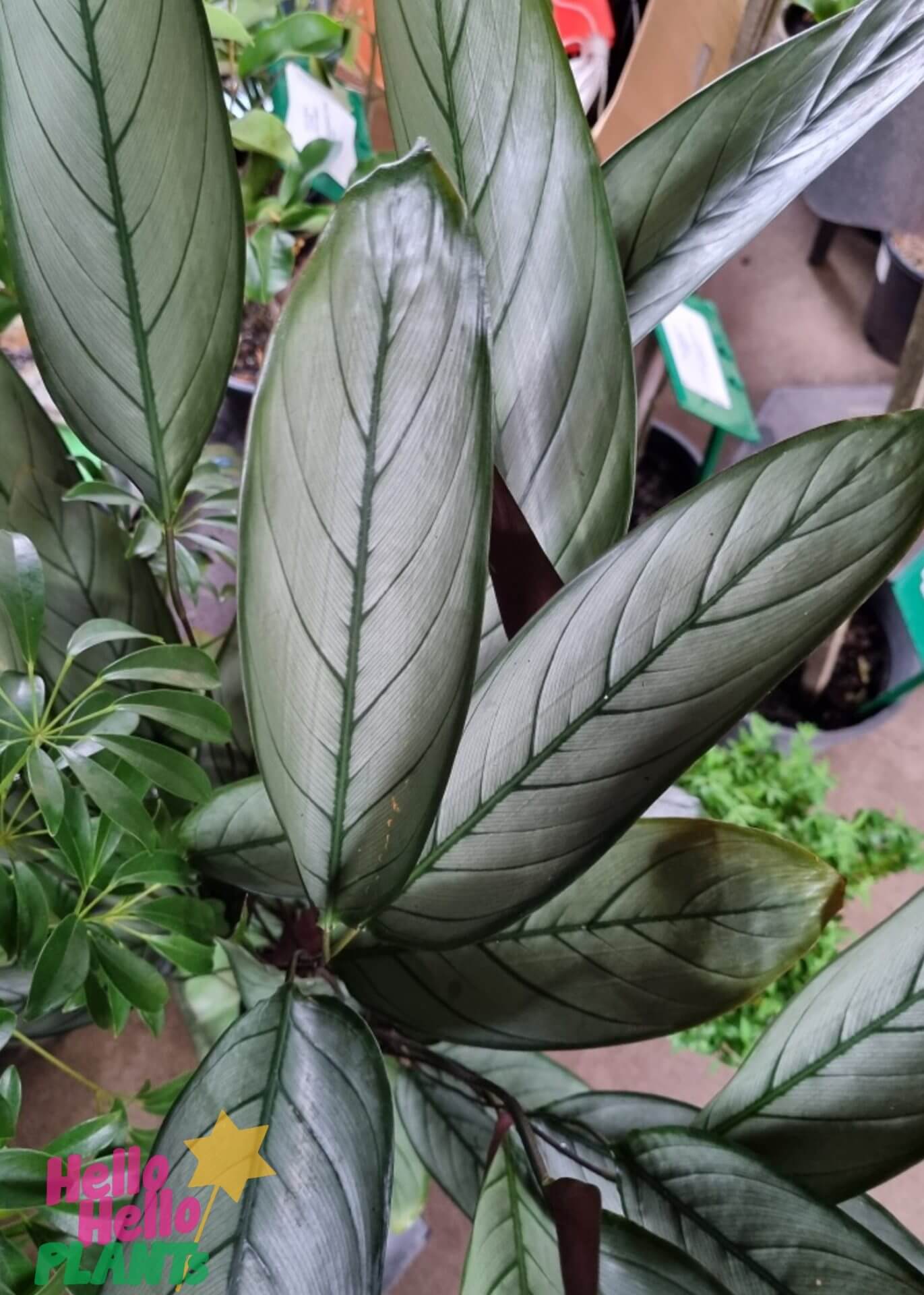 Ctenanthe 'Silver Star' - Image 2