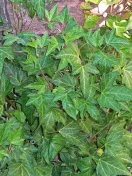 Parthenocissus 'Lowii' Boston Ivy gracefully spreads its green leaves on any surface, making it perfect for a 6" pot.
