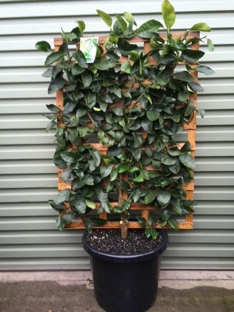Citrus 'Tahitian' Lime Tree (Espaliered) 16" Pot - Image 2