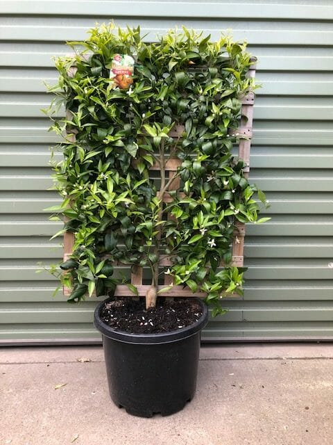 Citrus Mandarin 'Imperial' Espaliered 16" Pot - Image 2