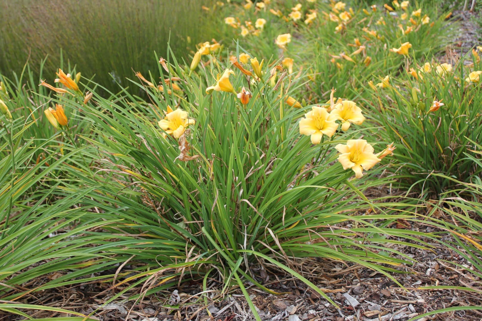 Hemerocallis 'Stella Bella' Daylily 6" Pot - Image 3