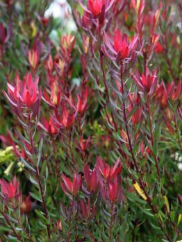 A dense cluster of red and green leafy plants, featuring tall, narrow stems and pointed leaves, includes the striking Leucadendron 'Bright Eyes' growing outdoors.