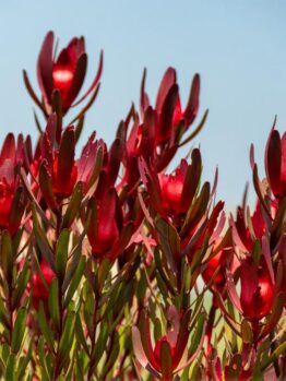 Leucadendron 'Bright Eyes' blooms under a blue sky, surrounded by lush green foliage.