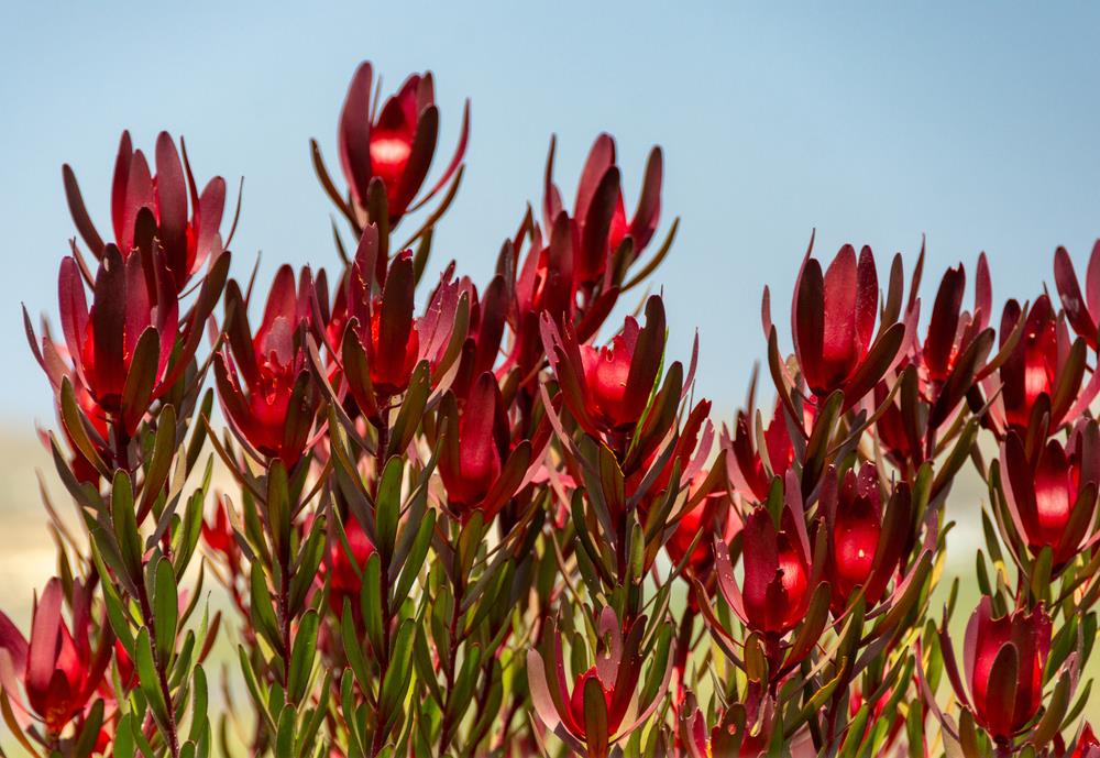 Leucadendron 'Bright Eyes' blooms under a blue sky, surrounded by lush green foliage.