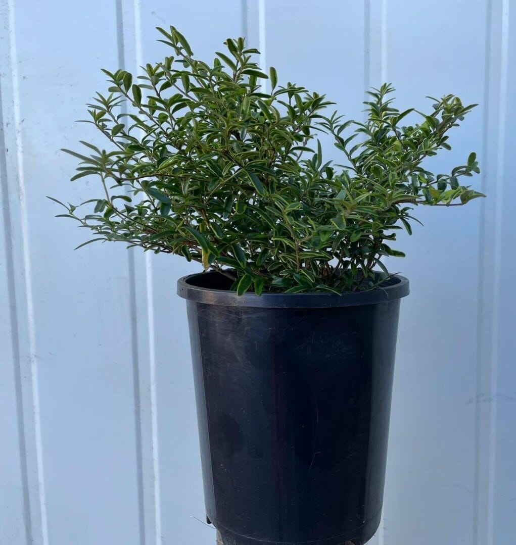 Lonicera 'Variegated' BoxOz - Image 2