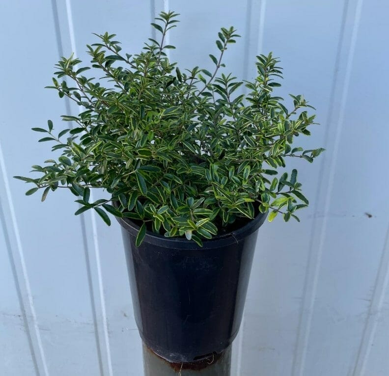 Lonicera 'Variegated' BoxOz - Image 3