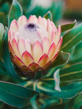 A close-up image of a single protea flower with pink and white petals surrounded by dark green leaves, reminiscent of the captivating beauty of Leucadendron 'Bright Eyes'.