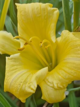 Close-up of a blooming Hemerocallis 'Stella Bella' Daylily in a 6" pot, featuring curved petals, prominent stamens, and lush green leaves.