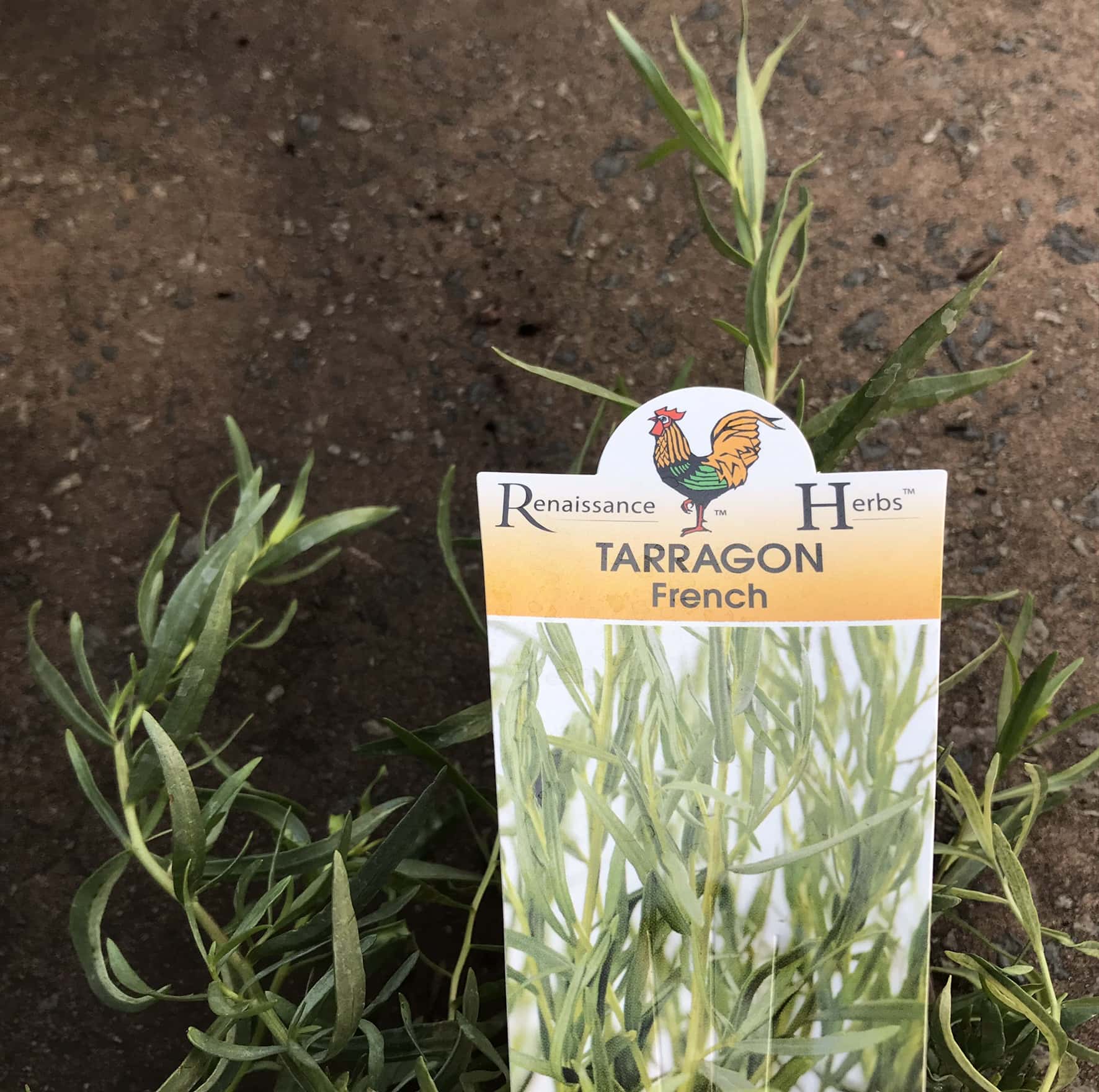 Artemisia 'French' Tarragon 4" Pot - Image 3