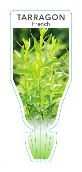 Artemisia 'French' Tarragon 4" Pot - Image 4