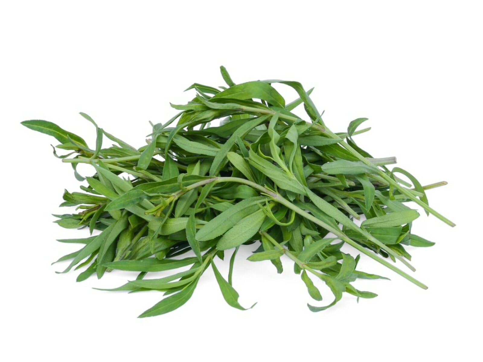 Artemisia 'French' Tarragon 4" Pot - Image 2