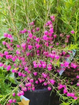 The Boronia 'Carousel' in a 6" pot features a multitude of small, pink bell-shaped flowers and delicate green leaves.