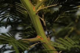 Acacia 'Common Black Wattle' 6" Pot - Image 2