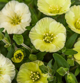 Close-up of Arenaria 'Summer Lemon' flowers, featuring light green round petals and central stamens, nestled among lush green leaves and buds in a charming 6" pot.