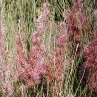 Clusters of pink, fluffy flowers bloom from slender green stems, thriving naturally with the distinctive foliage of Hakea scoparia 'Kangaroo Bush' in a 6" pot.
