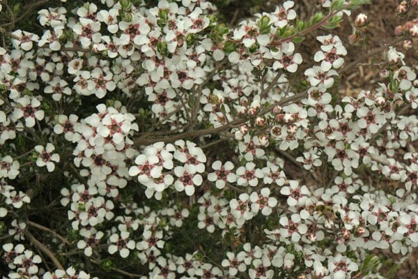 Leptospermum 'Woolly Tea Tree' 8" Pot - Image 2