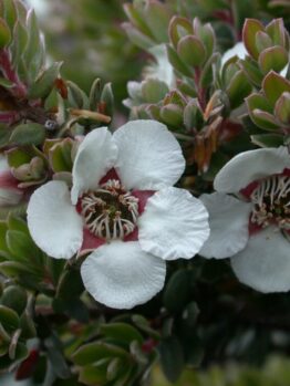 A close-up of Leptospermum 'Woolly Tea Tree' reveals white Manuka flowers with red centers and spiky green foliage thriving in a 6" pot, adding texture and charm to any space.