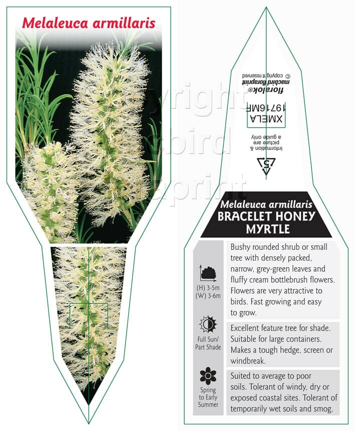 Melaleuca 'Honey Bracelet Myrtle' 10" Pot - Image 3