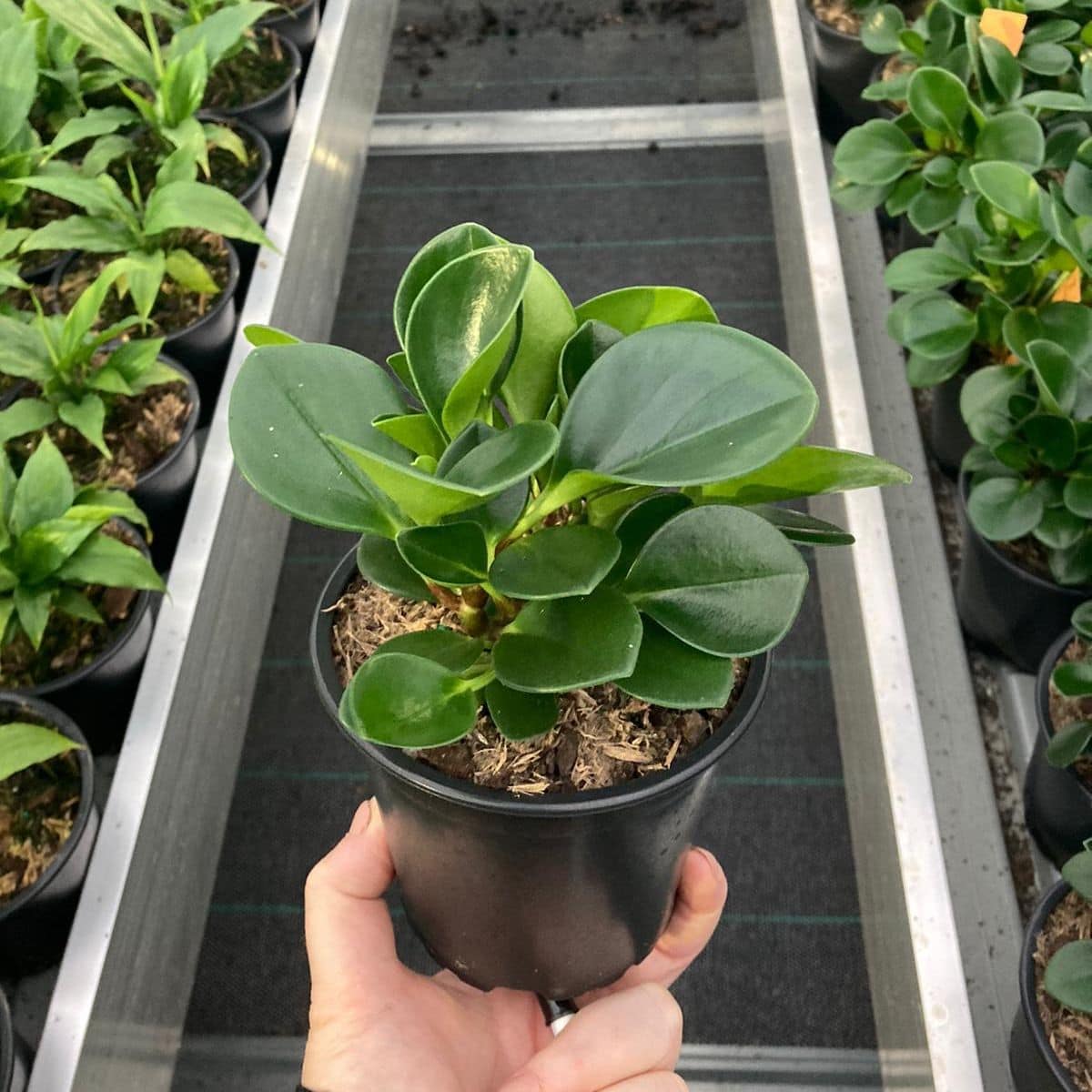 Peperomia obtusifolia 'Jade' 6" Pot - Image 4
