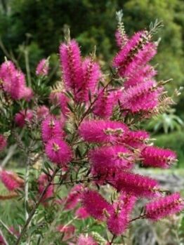 Callistemon violaceus 'Violet Bottlebrush'