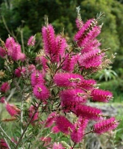 Callistemon violaceus 'Violet Bottlebrush' 6" Pot