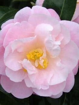 The Camellia japonica 'Spring Surprise' blooms with layered pink petals and a yellow center in a 6" pot, framed by dark green leaves.