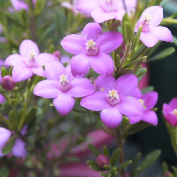 The Crowea 'Symphony' Waxflower in a 6" pot displays small purple blossoms with five petals and bright yellow centers, set against lush green leaves and a softly blurred backdrop.