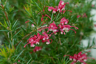 Grevillea 'Clearview David' 6" Pot - Image 2