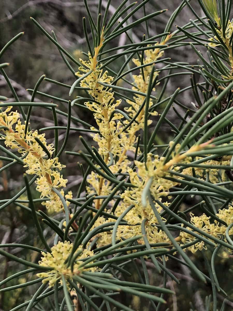 Hakea nodosa 'Yellow Hakea' 6" Pot - Image 3
