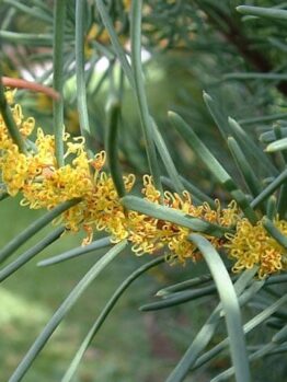 A close-up of the Hakea nodosa 'Yellow Hakea' in a 6" pot showcases its long, slender green leaves and thin stem adorned with small yellow flowers.