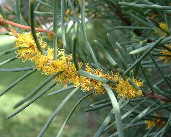 A close-up of the Hakea nodosa 'Yellow Hakea' in a 6" pot showcases its long, slender green leaves and thin stem adorned with small yellow flowers.